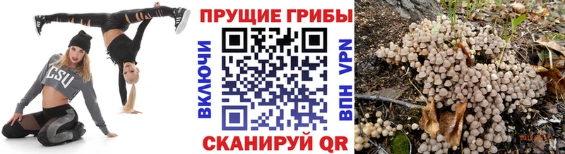 Галлюциногенные грибы Psilocybe  Новомичуринск 